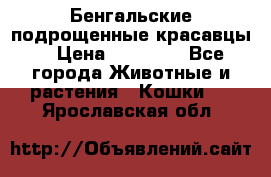 Бенгальские подрощенные красавцы. › Цена ­ 20 000 - Все города Животные и растения » Кошки   . Ярославская обл.